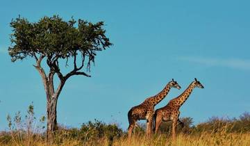 Two giraffes walking near a lone tree in the savannah.