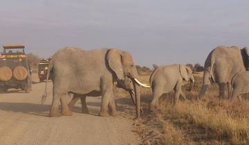 Elephants crossing a dirt road with safari vehicles nearby.