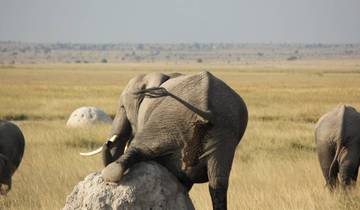 An elephant leaning on a rock in a savannah landscape.