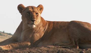 A lioness resting on a rocky outcrop in the desert.