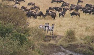 Zebras and wildebeest grazing on a grassy field in the savannah.