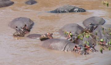 Hippos partially submerged in water at a riverbank.