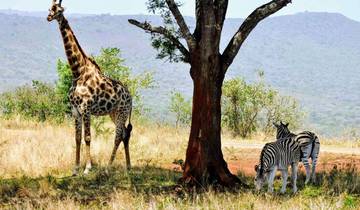 A giraffe and zebras grazing under a tree in a hilly landscape.