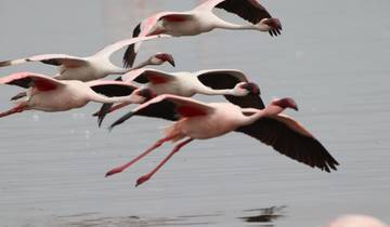 Flamingos taking flight over water.