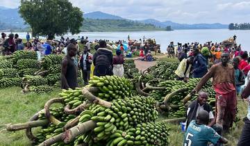 A busy market scene with people and large bunches of green bananas.
