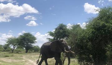 An elephant standing in the savannah with scattered trees in the background.