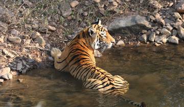 Tiger lounging in a shallow stream.