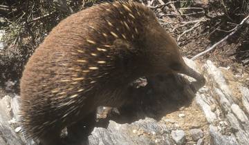 An echidna foraging on rocky terrain.