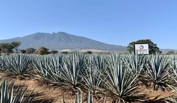 Agave fields with mountain backdrop and clear sky.