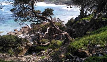 Tree lined coastline with blue ocean waves