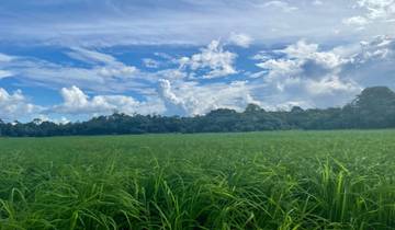 Open field with green grass and a sky filled with clouds.