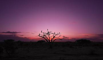 Silhouette of a tree with birds at sunset.
