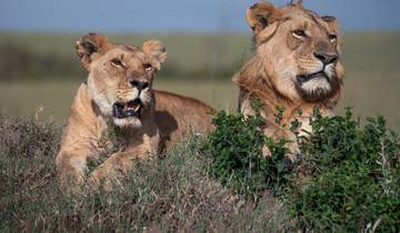 Two lions resting in the grass.