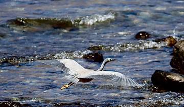 Bird flying over a rocky shoreline.