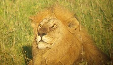 Lion resting on grass with a majestic mane.