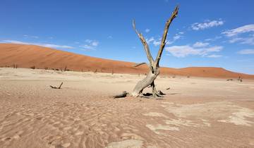 Dead tree in a barren desert landscape.