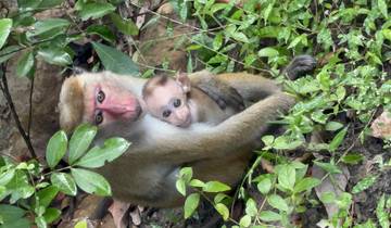 Mother monkey with baby in lush greenery.