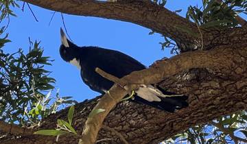 Magpie bird perched on a tree branch.