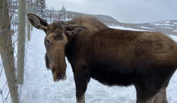 Moose standing in a snowy forested setting.