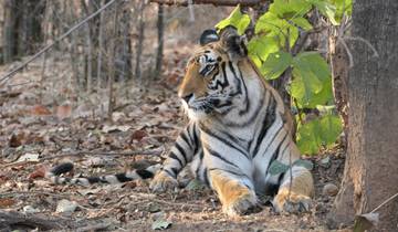 Tiger lying on forest floor
