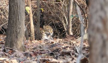 Leopard resting in a forest
