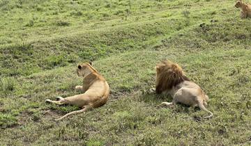 Two lions resting on the grass in the wild.