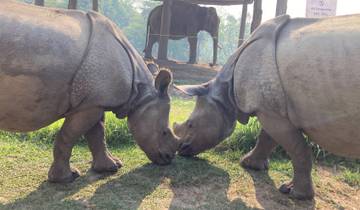 Two rhinos facing each other with an elephant in the background.