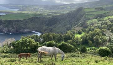 Horses grazing on a hillside with a view of the coastline.