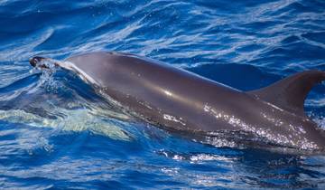 Dolphin swimming in clear blue water.
