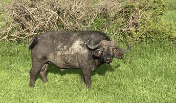 Buffalo standing on green grass.