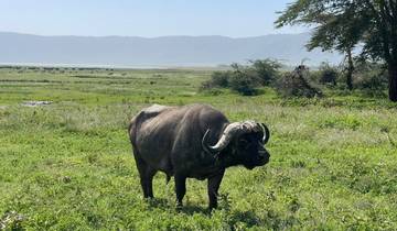 Buffalo standing in a grassy field with mountains.