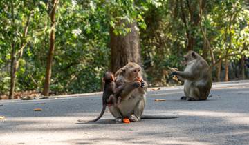 Monkeys eating food on a forest path.
