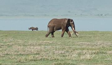 Elephant and other wildlife in a grassy area near a lake.
