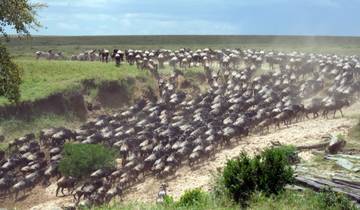 Wildebeest migration on a dusty savannah.