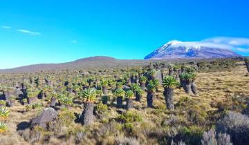 Mount Kilimanjaro with unique vegetation in the foreground.