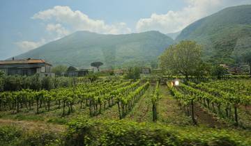 Vineyard on rolling hills with a mountainous backdrop.