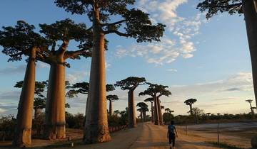 A person walking down a dirt road flanked by tall baobab trees.