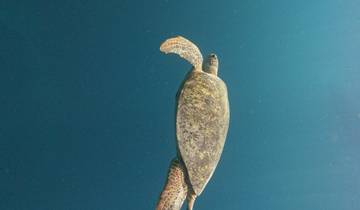Underwater view of a sea turtle swimming.