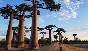 Avenue of baobabs with a person walking.