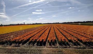 Expansive field of tulips in various colors.