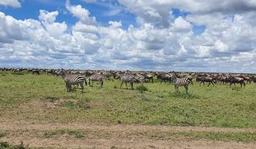 A herd of zebras and wildebeests grazing on a vast grassland under a clear blue sky.