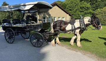 A horse-drawn carriage on a paved road in a lush green setting.