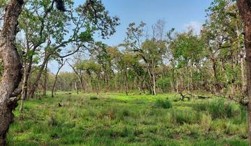 A vibrant forest with green grass and trees