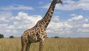 A tall giraffe in a grassy field with cloudy sky.