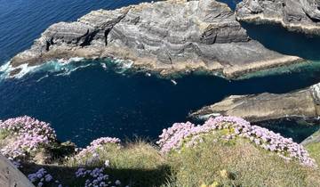 Lush pink flowers on a cliff overlooking the ocean with waves crashing below.