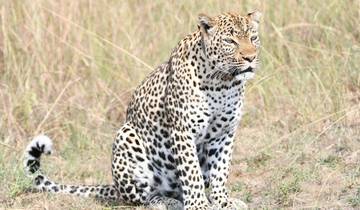Leopard sitting in a grassy field.