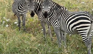 Zebras standing in a grassy field