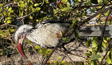 Bird sitting on a branch in a forest