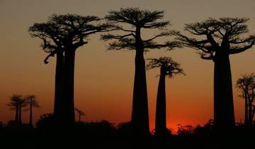 Baobab trees silhouetted against a sunset sky.