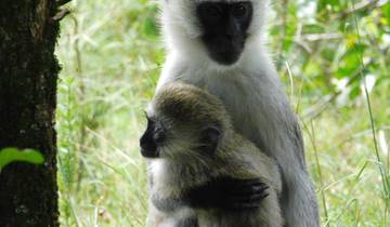 A vervet monkey with its baby in a lush forest setting.